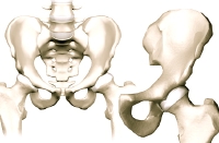 hip_anatomy_intro01.jpg